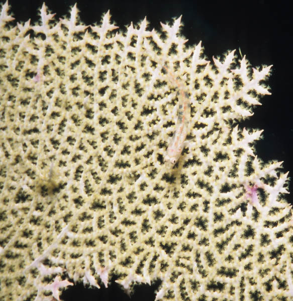 Blenny