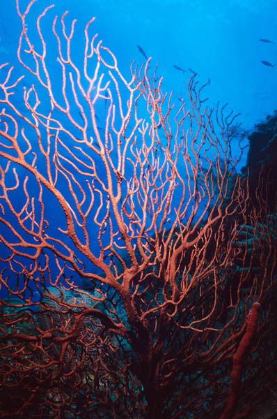 Coral