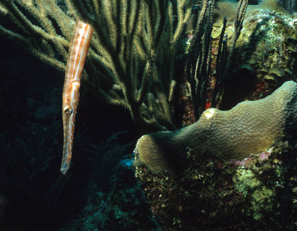 Trumpetfish