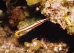 Arrow_Blenny