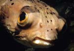 Balloonfish_1