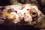 Balloonfish_2
