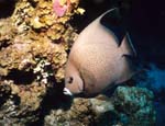 Gray_Angelfish