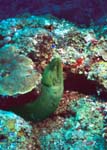 Green_Moray_Eel
