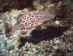 Grouper