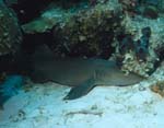Nurse_Shark