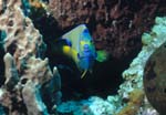 Queen_Angelfish