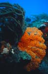 Reef_Scene_2