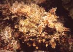 Scorpionfish