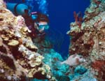 Spotted_Trunkfish