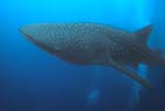 Whale_Shark_1