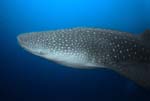 Whale_Shark_2