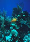 Whitespotted_Filefish