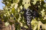 Calif_1006_61
