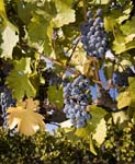 Calif_1006_89