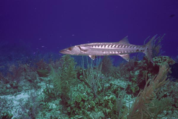 Barracuda_405