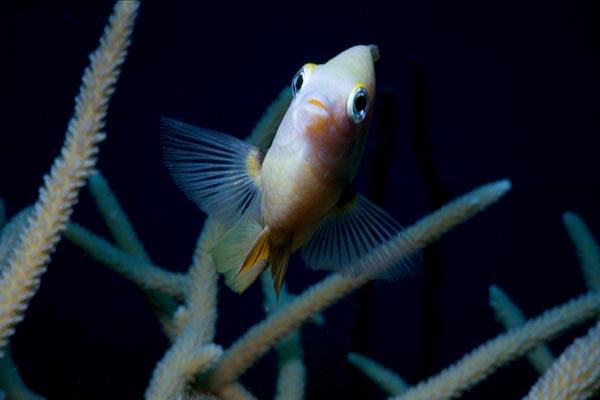 Damselfish_426