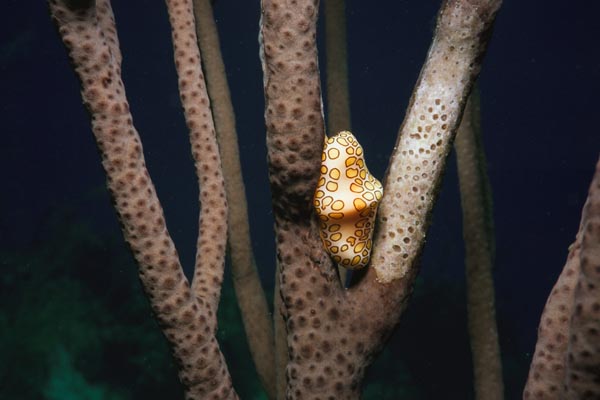 Flamingo_Tongue_324