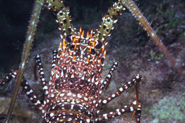 Lobster_302
