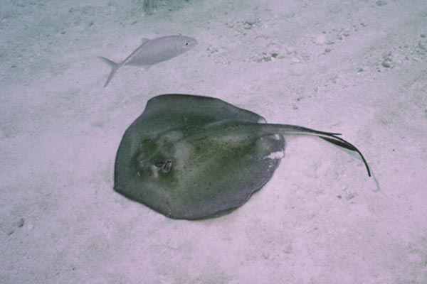 Stingray_203