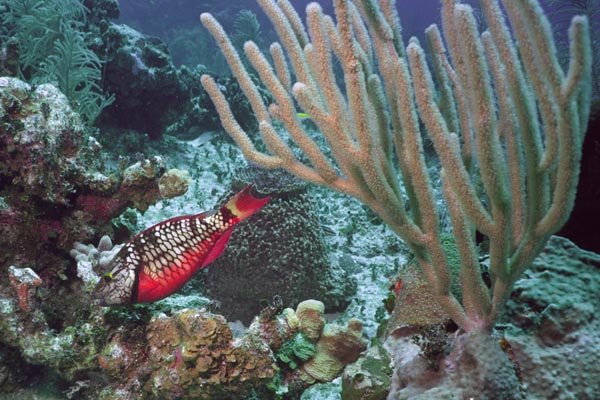 Stoplight_Parrotfish_326