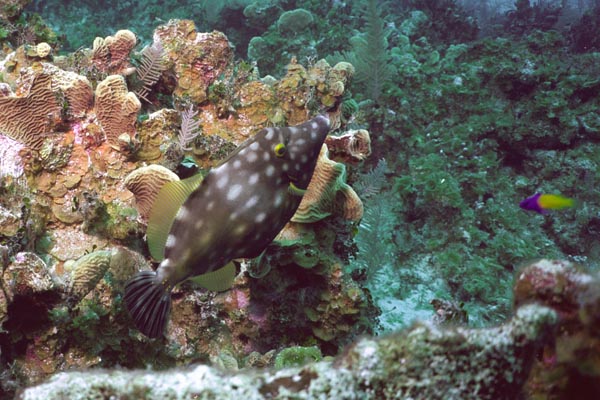 Whitespotted_Filefish414