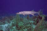 Barracuda_405