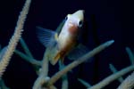 Damselfish_426