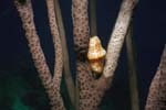Flamingo_Tongue_324