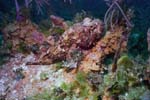 Scorpionfish_429