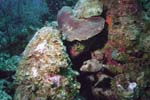 Smooth_Trunkfish_112