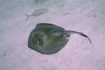 Stingray_203