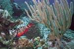Stoplight_Parrotfish_326
