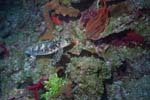 Turtle_512