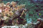 Whitespotted_Filefish414