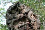 Copan_0603_33