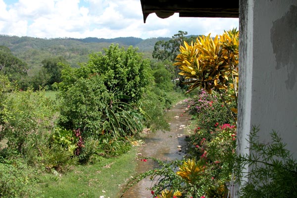 Copan_Ruinas_Forest_060001