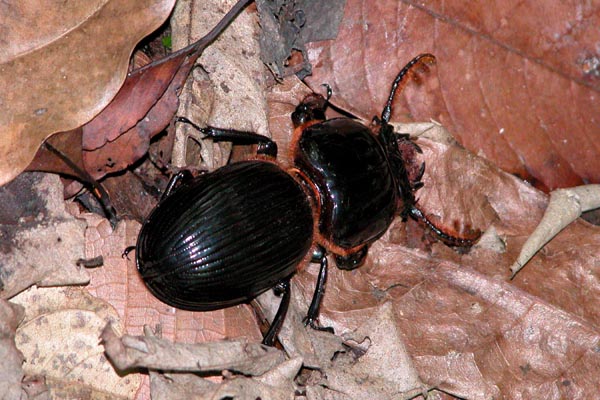 Copan_Ruinas_Forest_060009