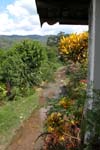 Copan_Ruinas_Forest_060002
