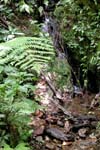Copan_Ruinas_Forest_060011