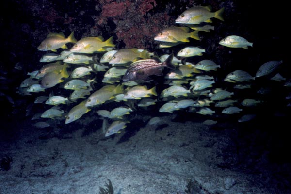 Key_Largo_13
