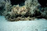 Key_Largo_06