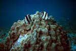 Key_Largo_09