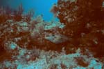 Key_Largo_12