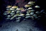 Key_Largo_13