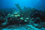 Key_Largo_28