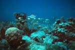 Key_Largo_33