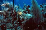 Key_Largo_35