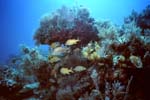 Key_Largo_38