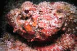 Key_Largo_43